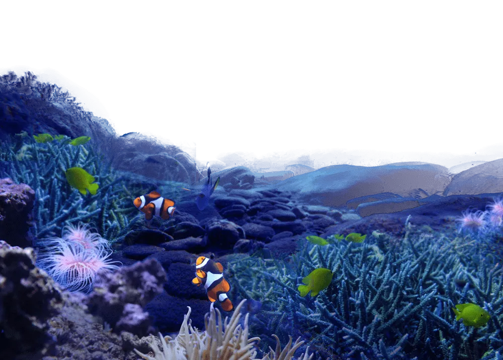 背景画像_海の生き物